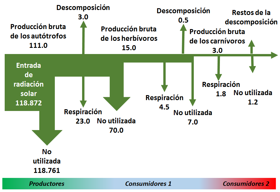 Flujo de energía en los ecosistemas