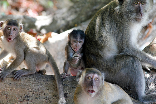 Monos con cara de sorpresa